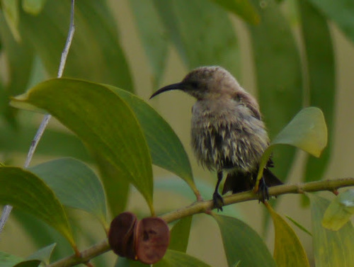 Chalcomitra fuliginosa