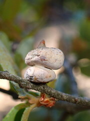 Heteroecus sanctaeclarae