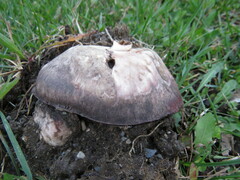 Agaricus bitorquis