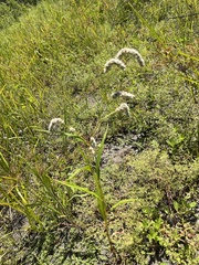 Persicaria lapathifolia