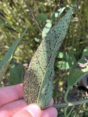 Puccinia helianthi