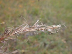 Achnatherum sibiricum