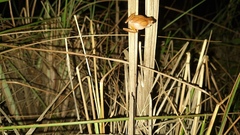 Dendropsophus minutus