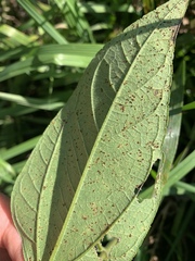 Puccinia helianthi