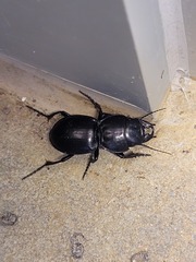 Pasimachus californicus