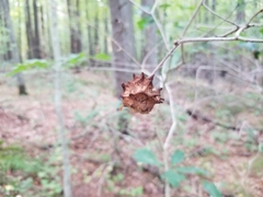 Callirhytis seminator