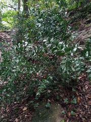 Ruscus aculeatus