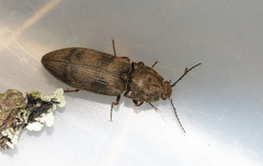 Prosternon tessellatum