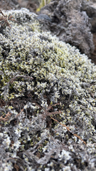 Racomitrium lanuginosum