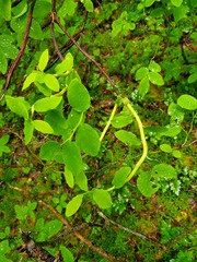 Calyptospora columnaris