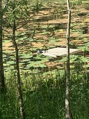 Pseudemys peninsularis