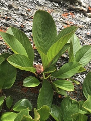Rhamnus pumila