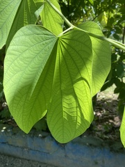 Bauhinia divaricata