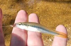 Fundulus olivaceus