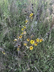 Rudbeckia