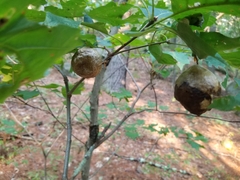 Amphibolips
