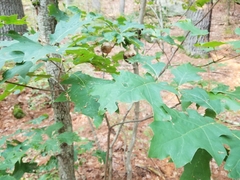 Amphibolips