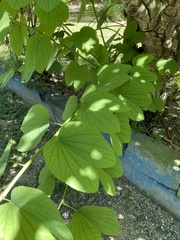 Bauhinia divaricata