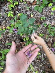 Desmodium viridiflorum