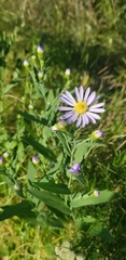 Symphyotrichum oolentangiense
