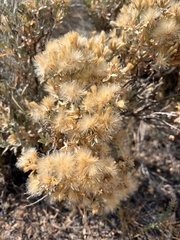 Tetradymia canescens