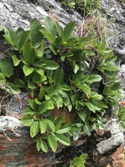 Rhamnus pumila
