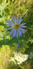 Symphyotrichum oolentangiense