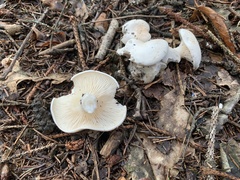 Leucocybe connata