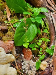 Neottia cordata