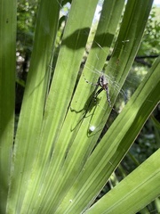 Neoscona