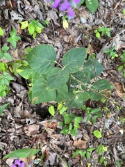 Desmodium viridiflorum