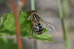 Anasimyia