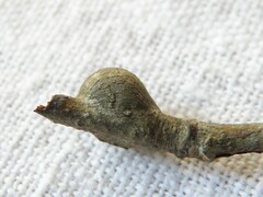 Zapatella quercusmedullae