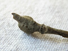 Zapatella quercusmedullae