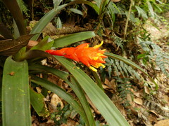 Guzmania jaramilloi