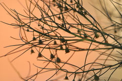 Gyrostemon ramulosus