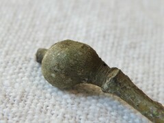 Zapatella quercusmedullae