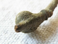 Zapatella quercusmedullae