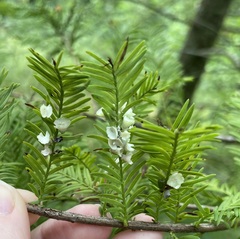 Taxodiomyia cupressi