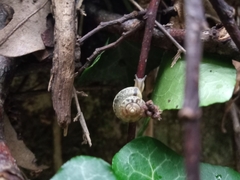 Hygromia cinctella