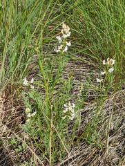 Astragalus miser