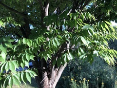Zelkova
