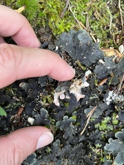 Peltigera polydactylon