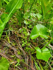 Gentiana douglasiana