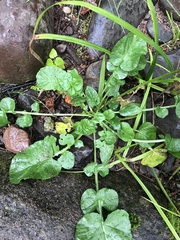 Barbarea vulgaris