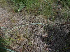 Calochortus macrocarpus