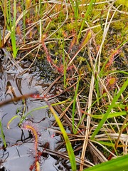 Drosera anglica