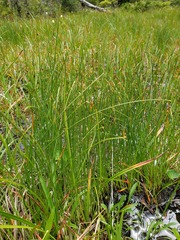 Trichophorum cespitosum