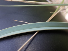 Calochortus macrocarpus