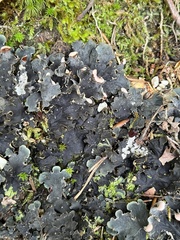 Peltigera polydactylon
